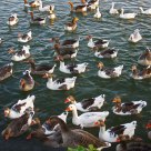 Geese-1